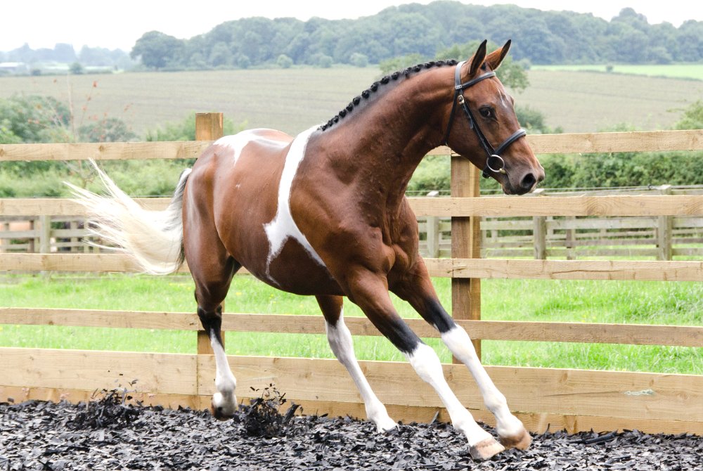 Greenfields Stud Coloured Sport Horses & Ponies.
